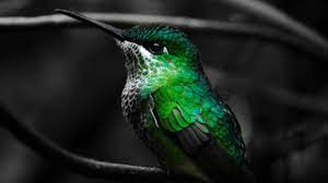 Aztec Hummingbirds
