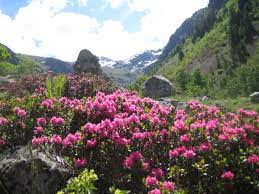 Rhododendron
