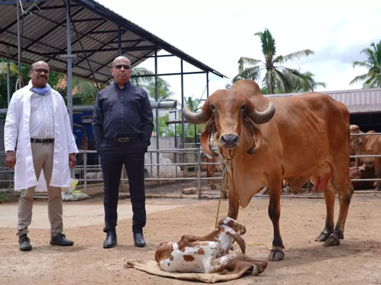 Gir Breed Calf